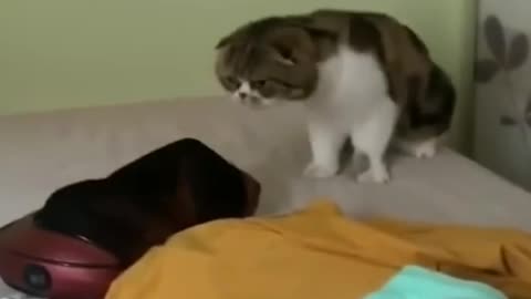 Animals funny moments 😂😂