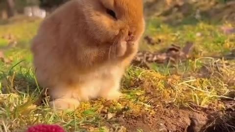 Cute bunny 🐰