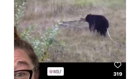 Parasite Bear