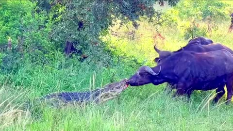 Buffalo Drags Huge Croc Out of the Water by Its Nose