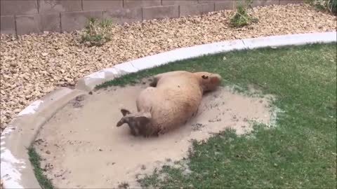 Capybaras pull up