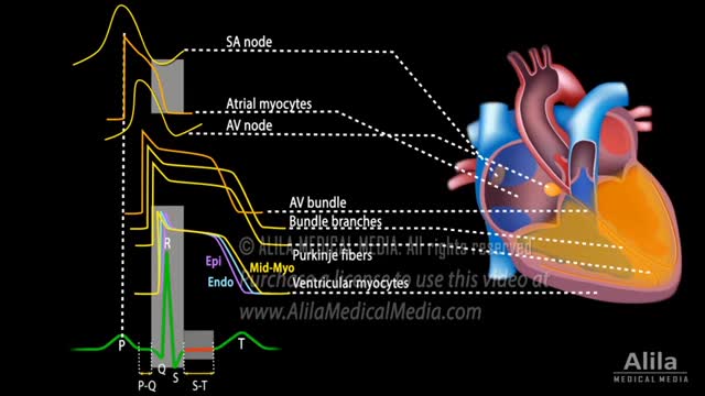 Correlation between Cardiac Action Potential and ECG, Animation