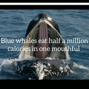 Did You Know? Blue whales eat half a million calories in one mouthful || FACTS || TRIVIA