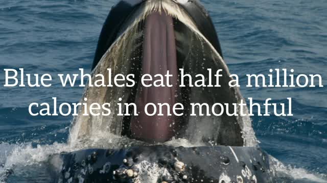 Did You Know? Blue whales eat half a million calories in one mouthful || FACTS || TRIVIA