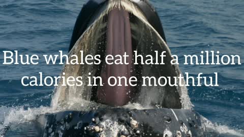 Did You Know? Blue whales eat half a million calories in one mouthful || FACTS || TRIVIA