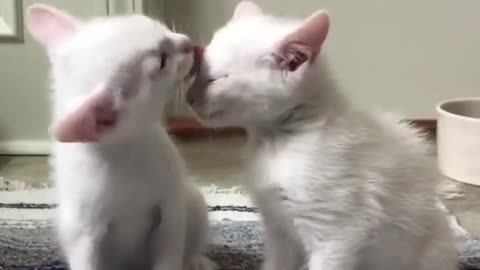 Baby cats are cute when they fight