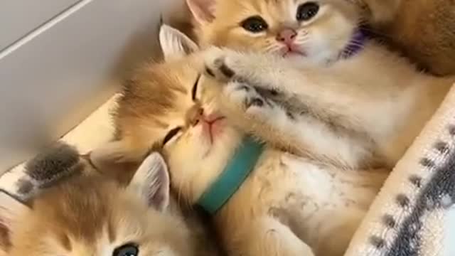 Lovely and Funny Animals Cute Kittens