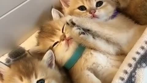 Lovely and Funny Animals Cute Kittens