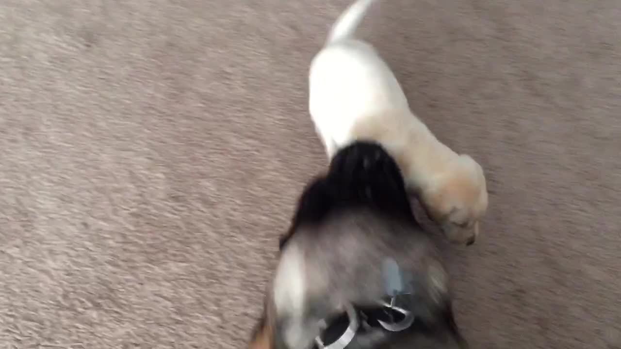 Fearless puppy plays with giant English Mastiff