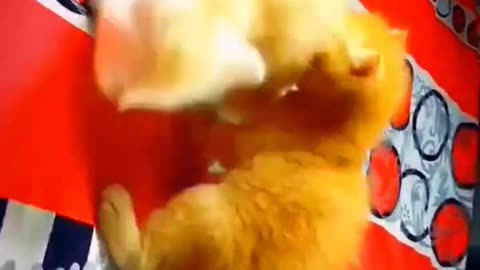 kitten playing soo sweet