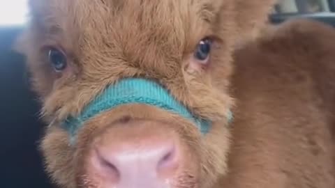 Cute calf to share with you
