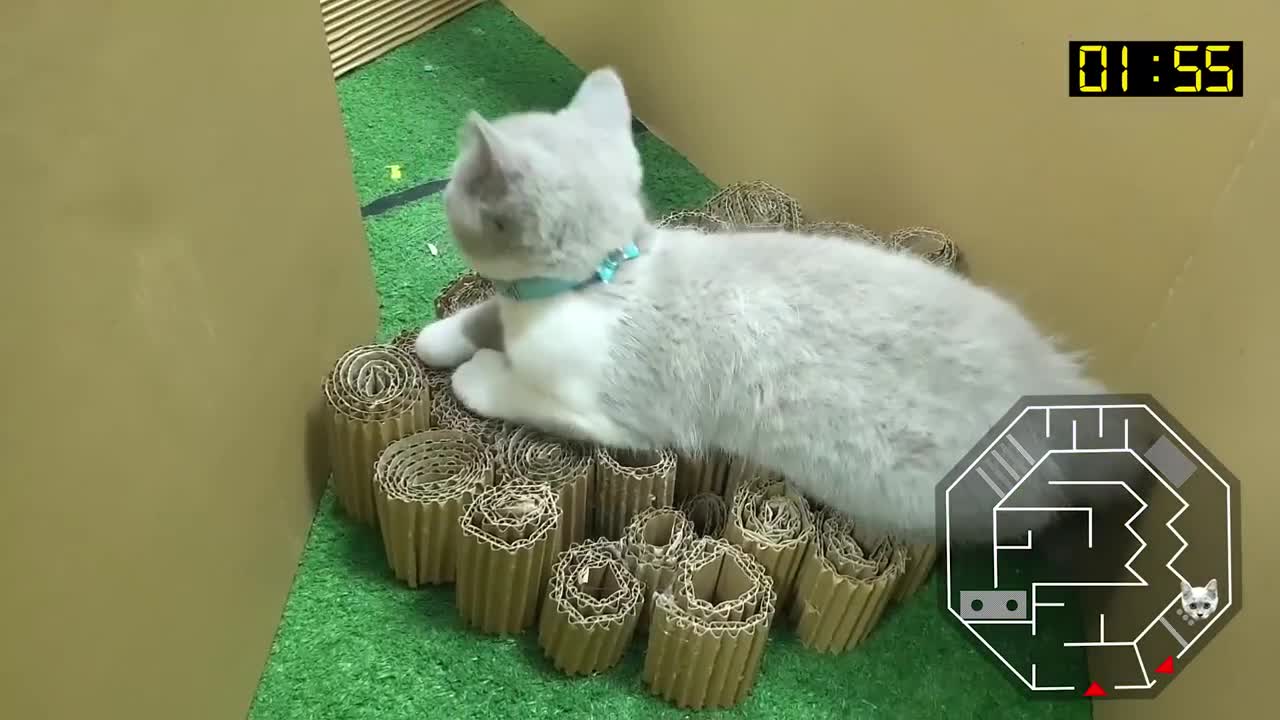 Cat Kitten 🐈 Hamster 🐹 vs Rabbit🐇 Who is the BEST? Battle in the GAINT Maze with Life of Pets Hamham