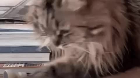 Cute Cat Gif
