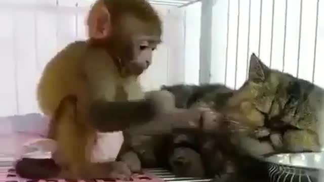 Little monkey