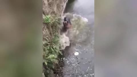 - Funny Animal Videos 2023 🥰 - Funniest Dogs and Cats Videos 😁