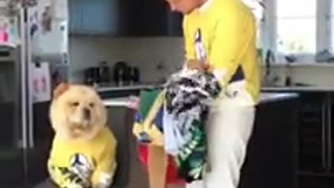 TIKTOK 💖 TRANSITION MADE BY DOG 🐕