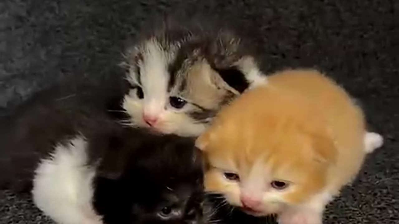 Timelapse Cute Kittens Aged 1 To 100 Days😻 #kucinglucu #kucing #kitten #catlover