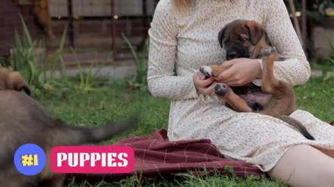 Funny Cats / Dogs - Funny Animal Videos | Try Not To Laugh Animals#10