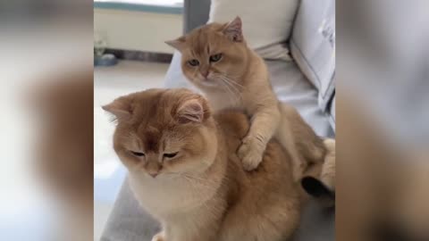 He is upset with her😿