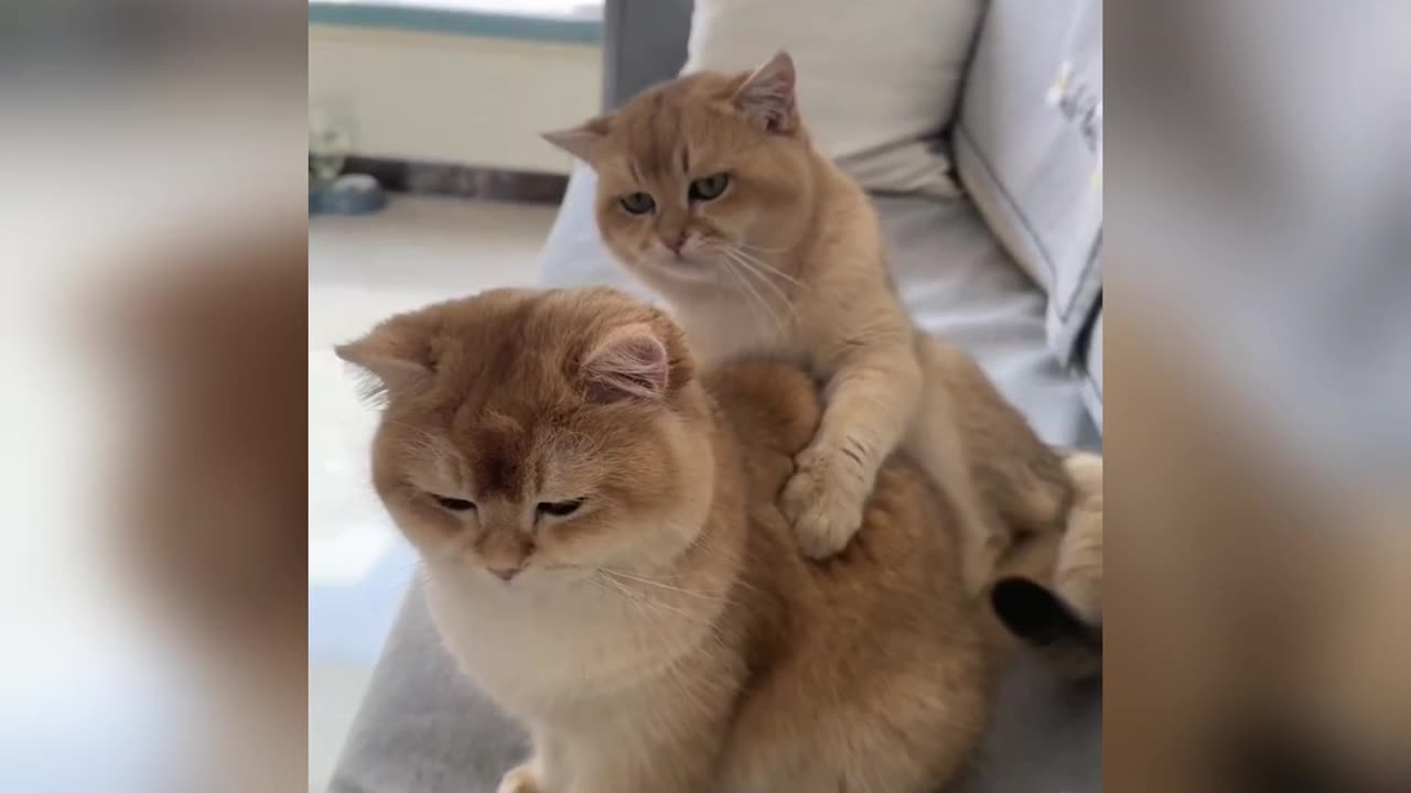 He is upset with her😿