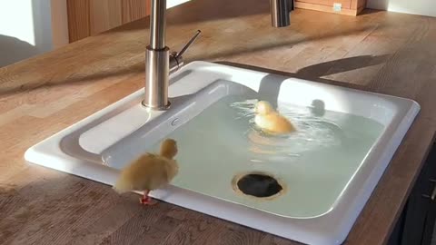Ducks in space nice video