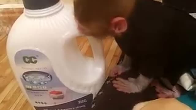 Baby monkey and dog puppies compilation
