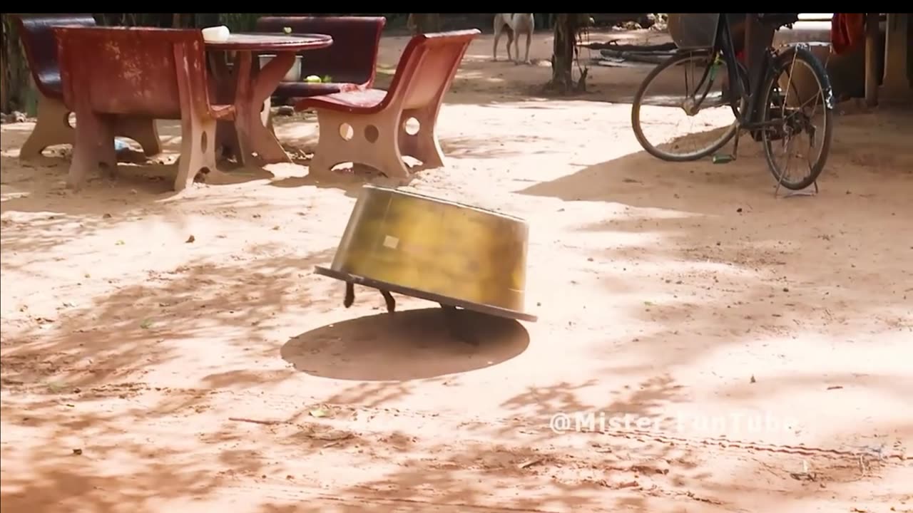 Funny prank (only for fun) |pets ,fun ,animals