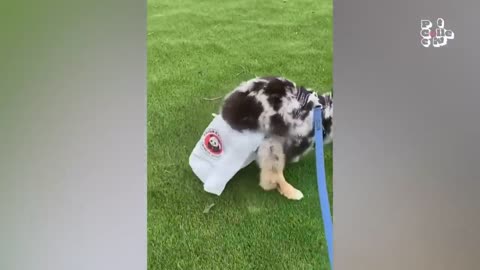 The FUNNIEST Pet Videos of 2023! 🤣 - BEST Compilation
