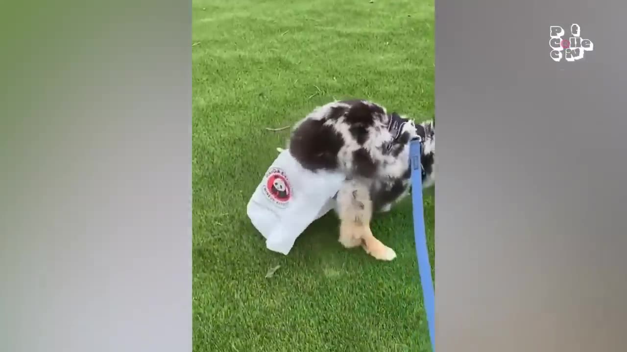 The FUNNIEST Pet Videos of 2023! 🤣 - BEST Compilation