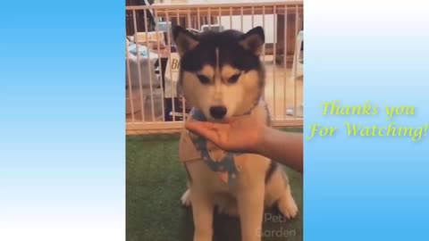 Cats and owners are the Best Friends videos