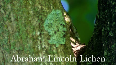 Abraham Lincoln Lichen Face on Tree