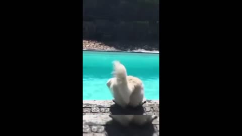 Funny animals - Funny cats / dogs - Funny animal videos 2023