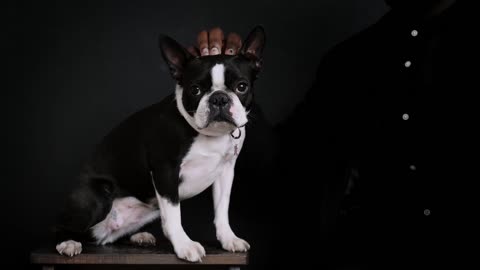 The new cool black dog videos 2023 (new dog video)