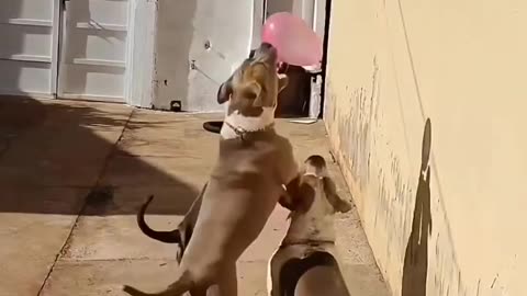Dogs playing baloons lolz