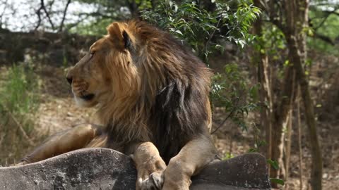Singa Afrika.
