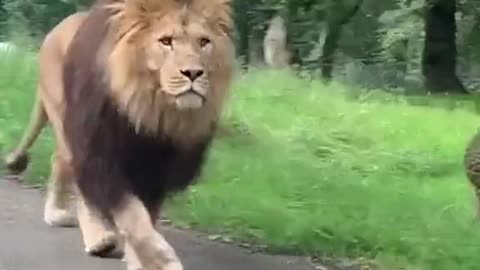 The King
