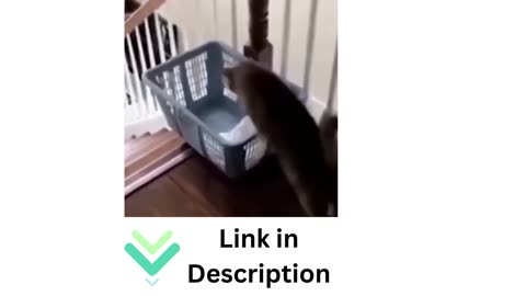 Cat Sliding #funny #shorts #funnycat