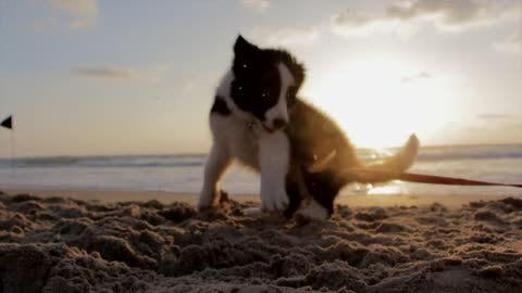 Animals Stock Footage - Dogs - Cats - Animals