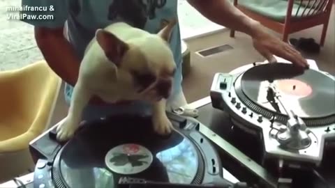 ULTIMATE funny dogs compilation
