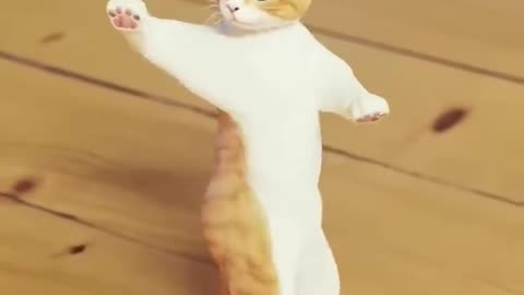 Cat dancing video