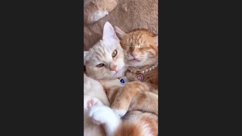 Funny cat and dog