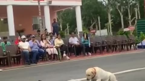 Indian army ###dog training