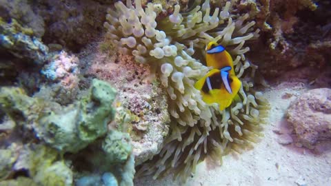 Exotic fishes under the ocean