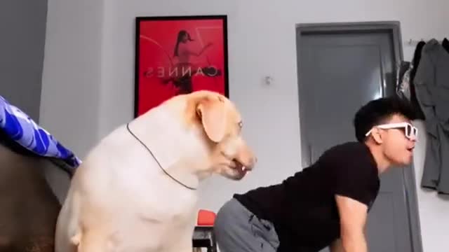 So Funny 🤣 - dog videos