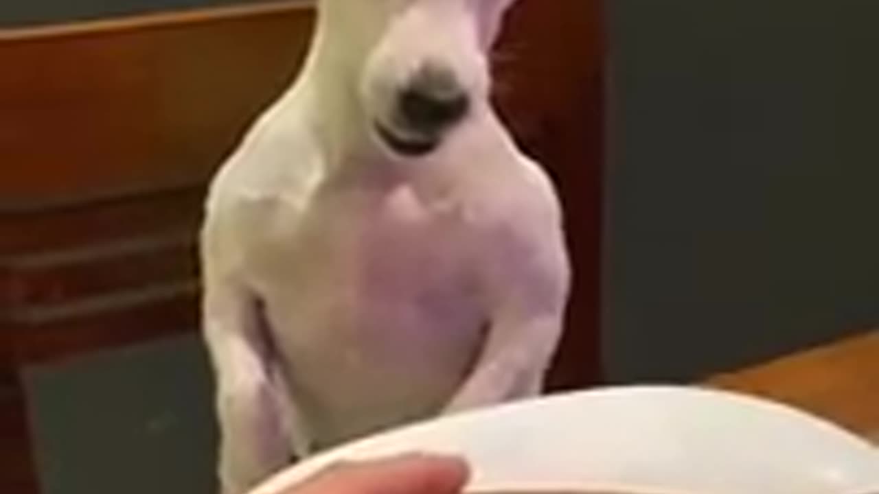 This is an Injustice || ViralHog