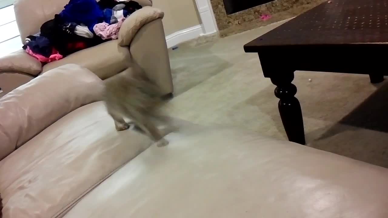 Rabbit falls off the couch.