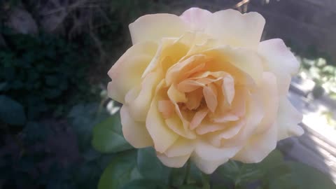 Cream Rose
