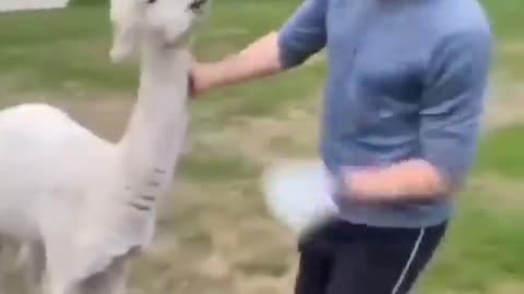 Animal