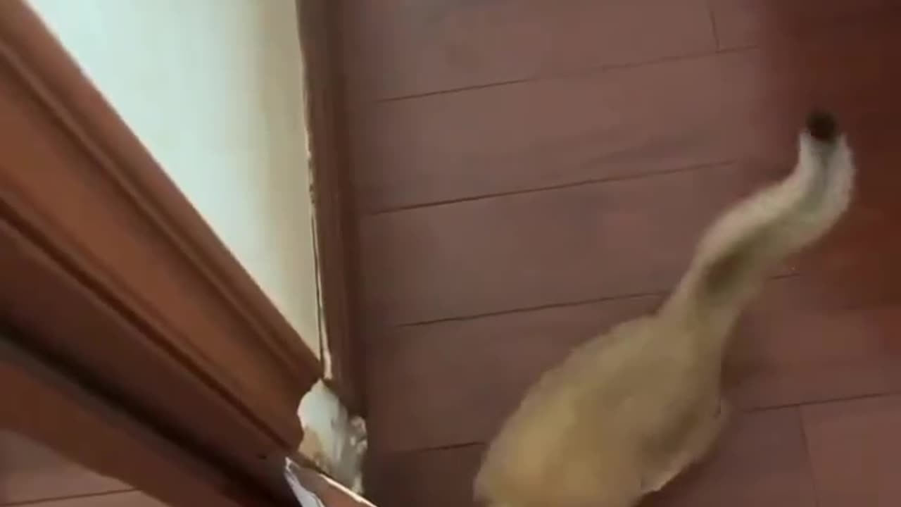 The Parfect Comedy: Cats and Dog's Hilarious Hijinks