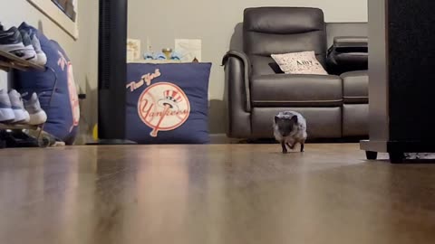 Hedgehog Tippy Taps Sound Like a Helicopter